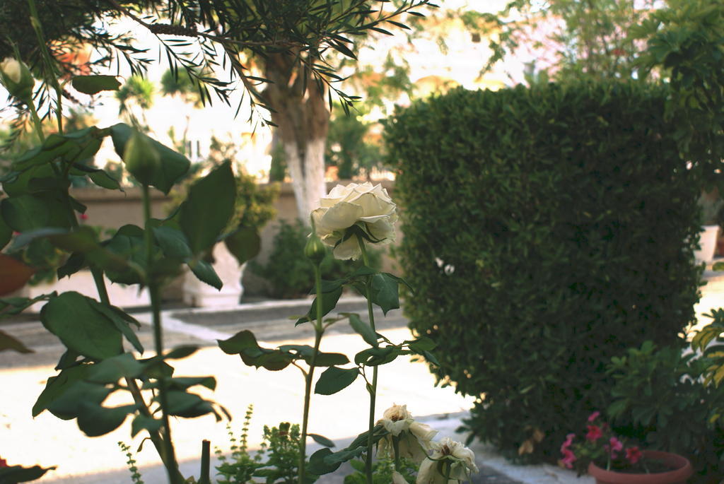 Tota Studios Tsilivi  Extérieur photo